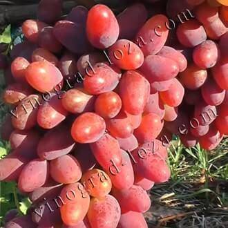 Особенности выращивания винограда в подмосковье: лучшие сорта для открытого грунта и теплицы, посадка, уход