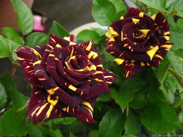 Hocus pocus  — миниатюрная роза для срезки с нестандартной расцветкой и высокой морозоустойчивостью