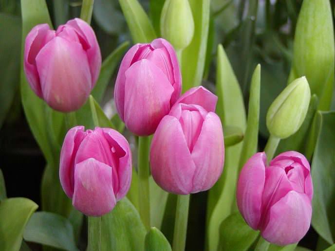 Технология выращивание цветов в теплице. тюльпаны к 8 марта: описание, условия выращивания, фото и видео
