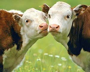 Болезни вымени у коровы: виды патологий, основные симптомы, способы лечения и профилактики