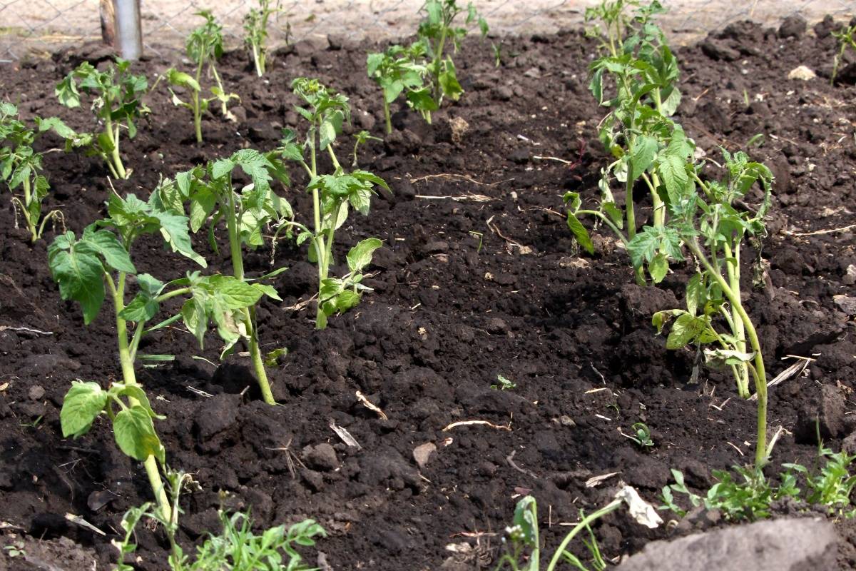 Какие удобрения выбрать для посадки помидоров –  подготовка почвы и внесение подкормок в лунки