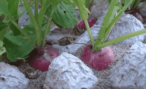 Сеем самый ранний овощ — редиску
