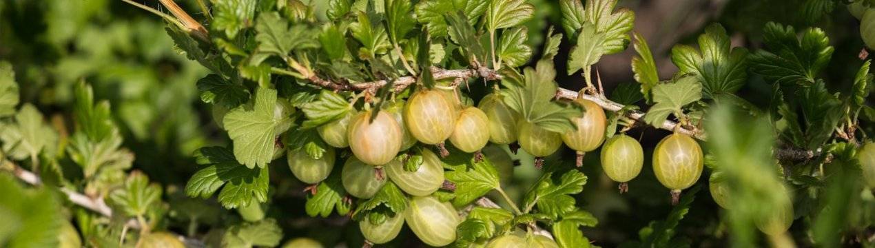 Как заставить грушу цвести и плодоносить?