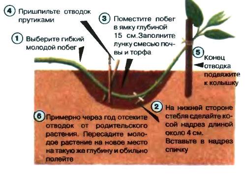 Основные способы размножения барбариса: семенами, корневой порослью, отводками, делением куста и черенками