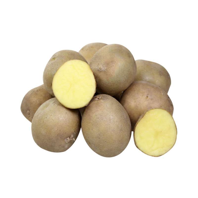 Картофель сорта весна: раннеспелый, урожайный, вкусный