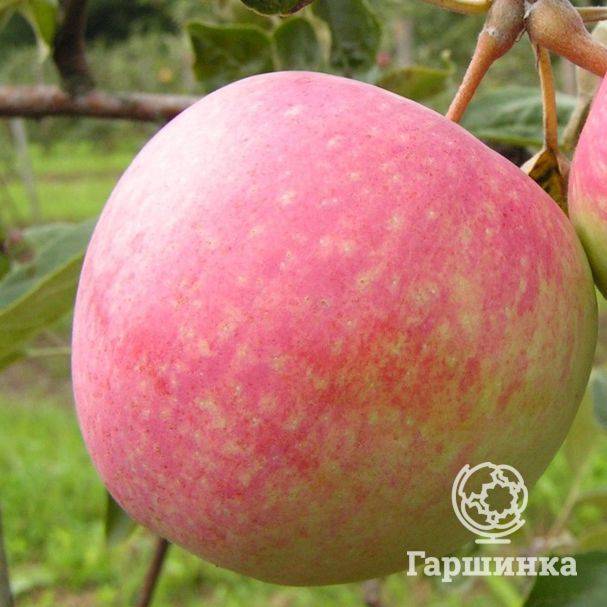 Яблоня слава победителю: описание сорта и фото, характеристики и особенности выращивания