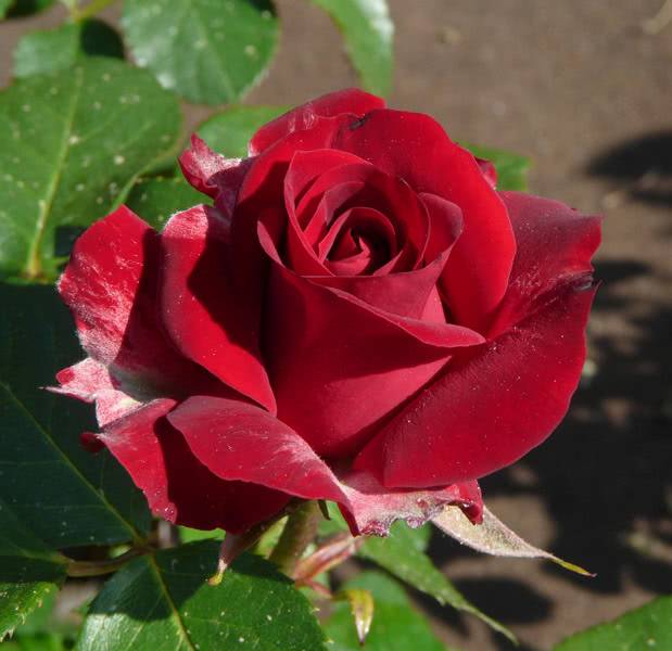 Роза флорибунда никколо паганини