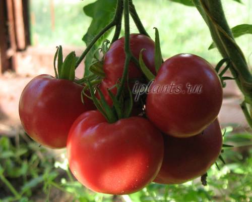 Внекорневые подкормки томатов в теплице 