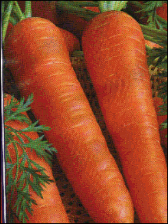 Выбор и посадка лучшего сорта моркови