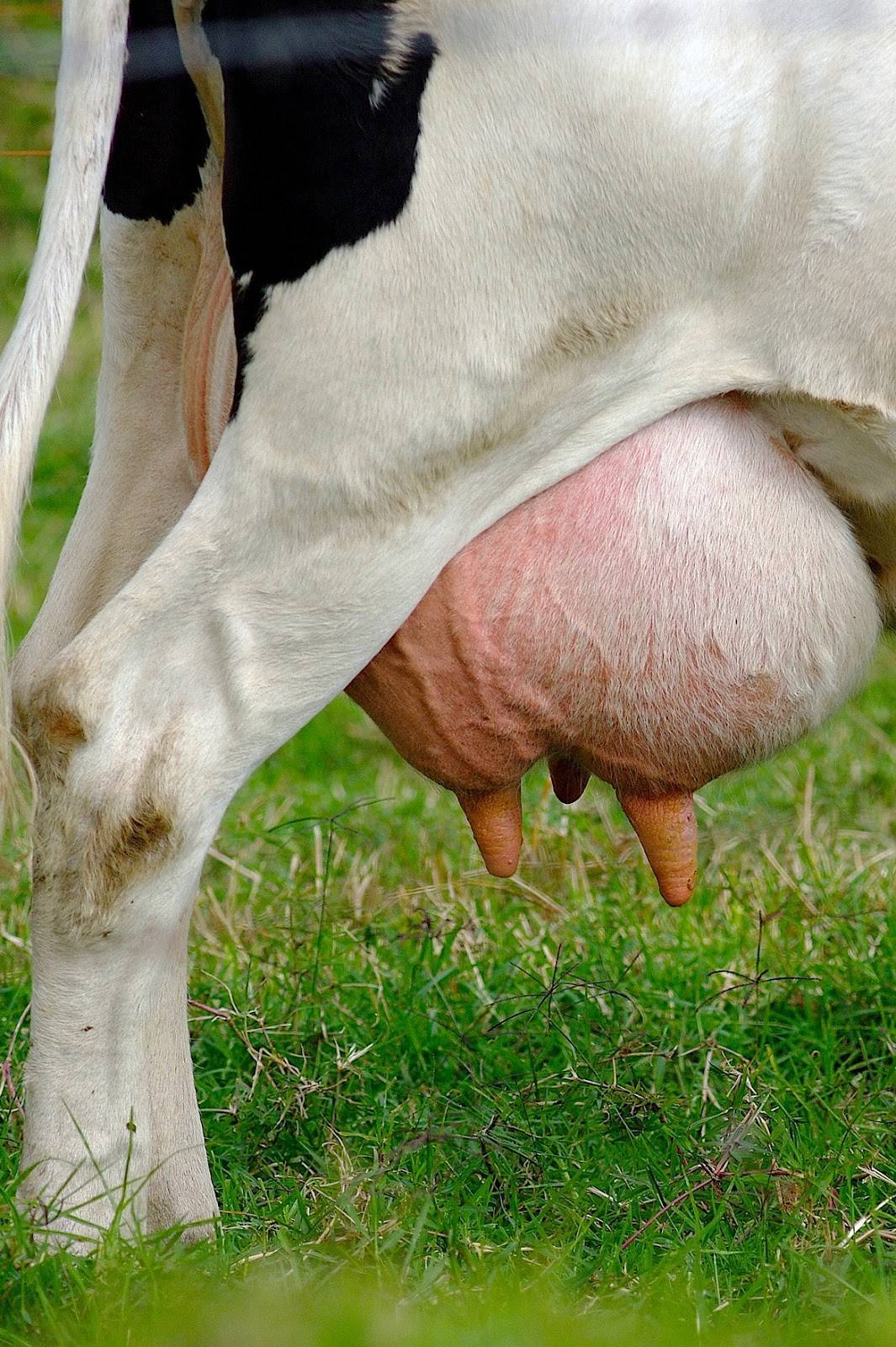 Как вылечить коровье вымя от трещин