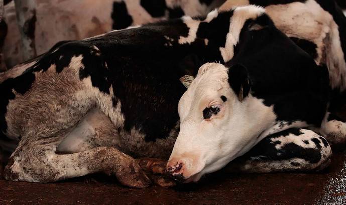 Послеродовой парез у коров (родильный): лечение, причины, профилактика