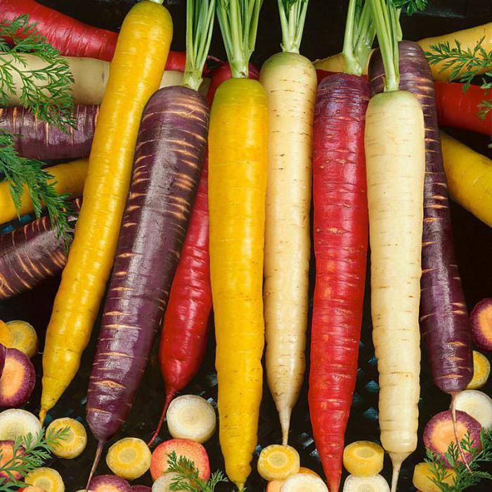 Особенности и характеристика белой моркови: описание популярных сортов и правила выращивания. полезные советы