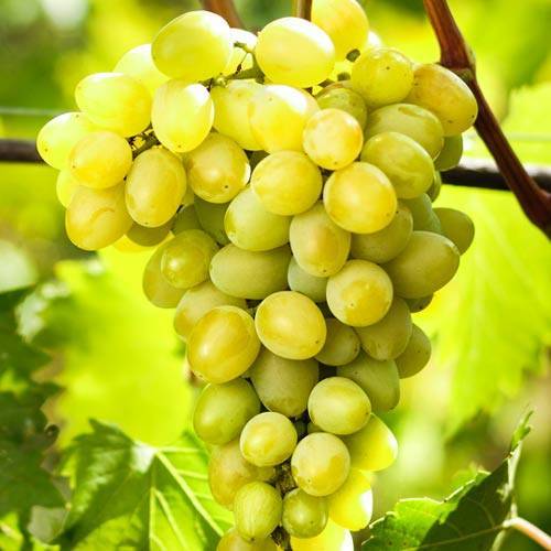 Виноград плевен или августин – посадка и уход за сортом в открытом грунте