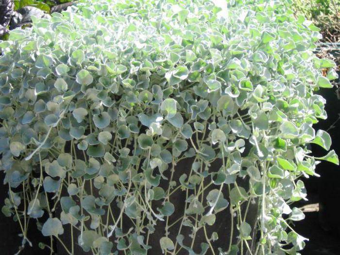 Дихондра сорта серебристый водопад: особенности выращивания и использование в садовом дизайне