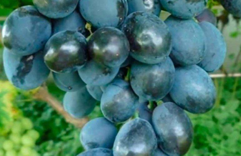 Распространенный гибрид с высоким качествами — виноград фуршетный