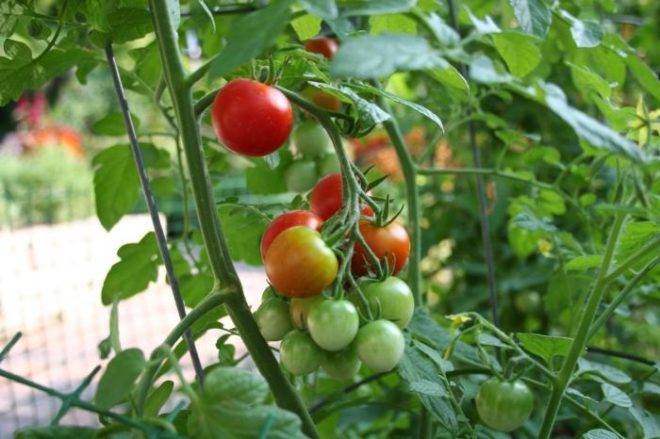 Томат анюта: характеристика и описание сорта, урожайность