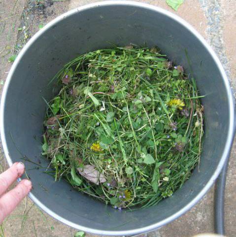 Как сделать удобрение для огорода из травы: способы приготовления