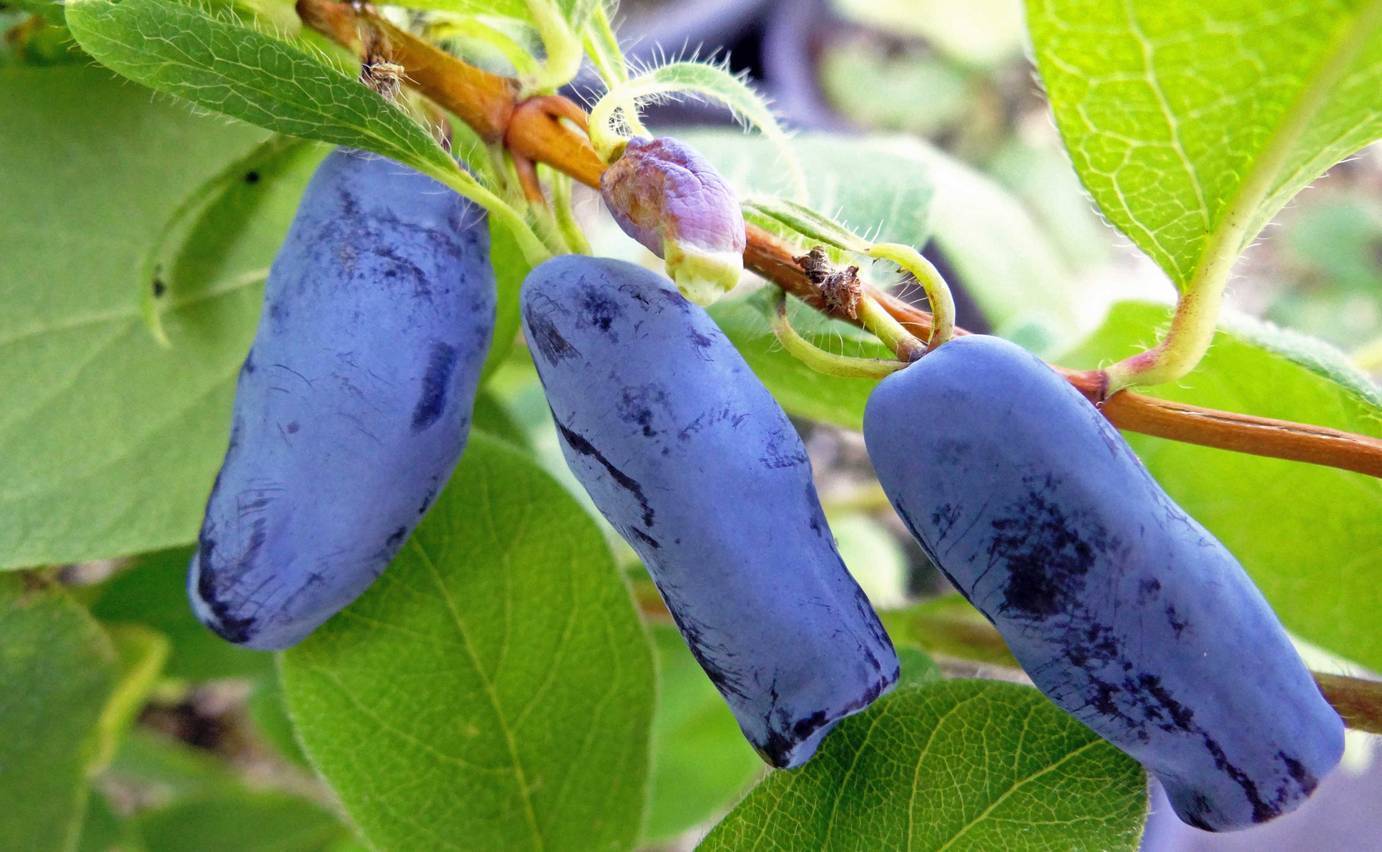 Характеристика и особенности выращивания жимолости сорта синичка