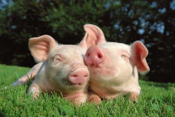 Содержание свиней – о чем нужно знать, чтобы добиться успеха в свиноводстве?