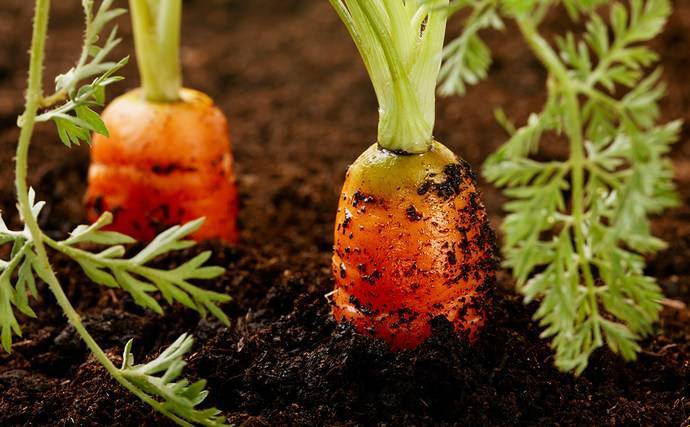 Морковь наталья f1: описание, фото, отзывы
