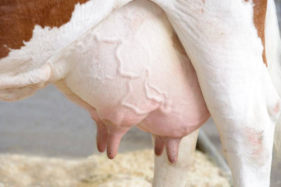 От чего зависит молочная продуктивность коров