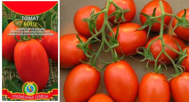 Низкорослые сорта томатов для открытого грунта: описание и характеристики
