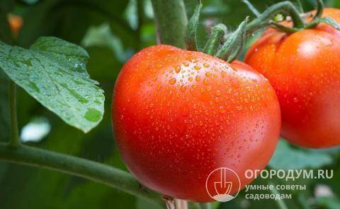 Томат "красным красно f1": описание сорта, выращивание, высота помидорного дерева, характеристика и фото