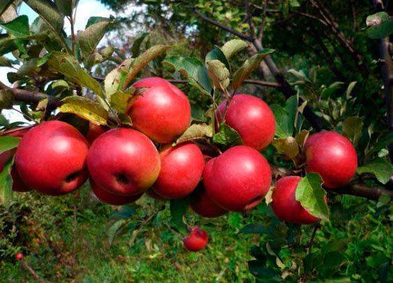 Сорт яблони осенняя радость