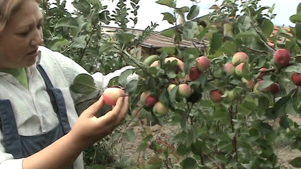 Особенности выращивания яблони сорта заветное