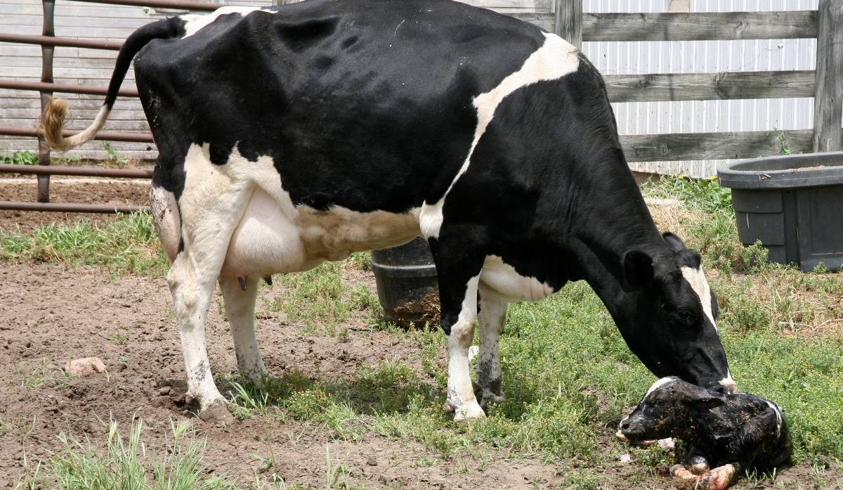 Отёл коровы в домашних условиях: симптомы, приём телёнка, послеродовой уход