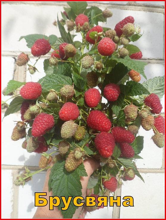 Сладкая ягода малина до заморозков - ремонтантная малина - ягодные культуры - смолдача - портал дачников, садоводов и любителей загородной жизни