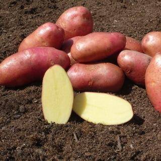Секреты повышения сохранности урожая картофеля