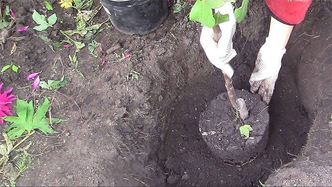Как правильно посадить грушу