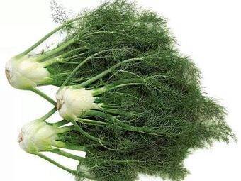 Лечебные и кулинарные свойства семян фенхеля — влияние на организм и способы применения растения