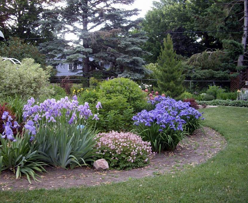 Цветы ирисы в дизайне сада и дачного участка