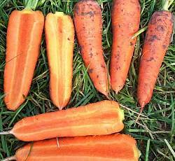 30 самых лучших урожайных сортов моркови