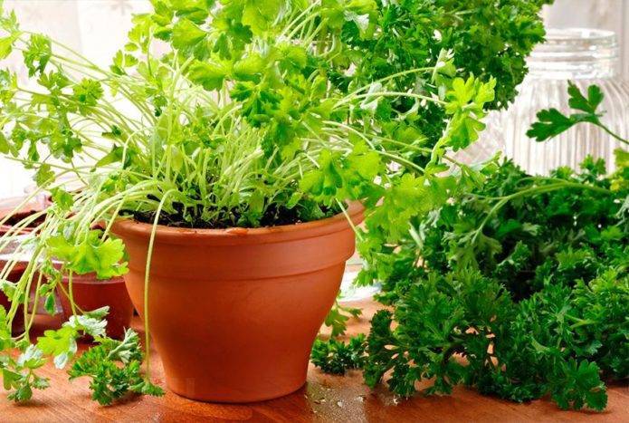 Подробные советы о том, как сажать шпинат в открытый грунт семенами и рассадой