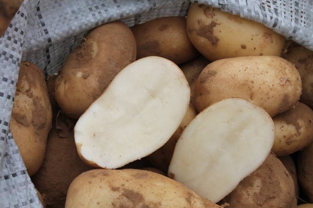 Картофель удача