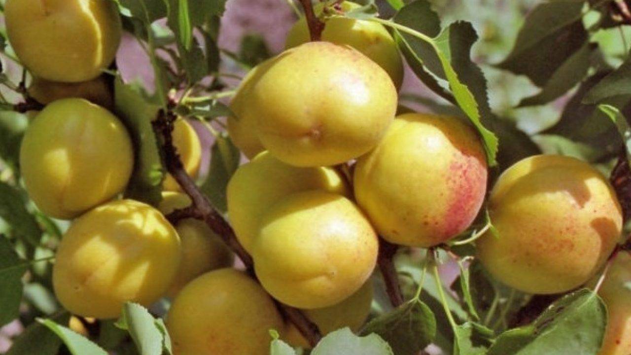 Описание и характеристика абрикоса маньчжурский