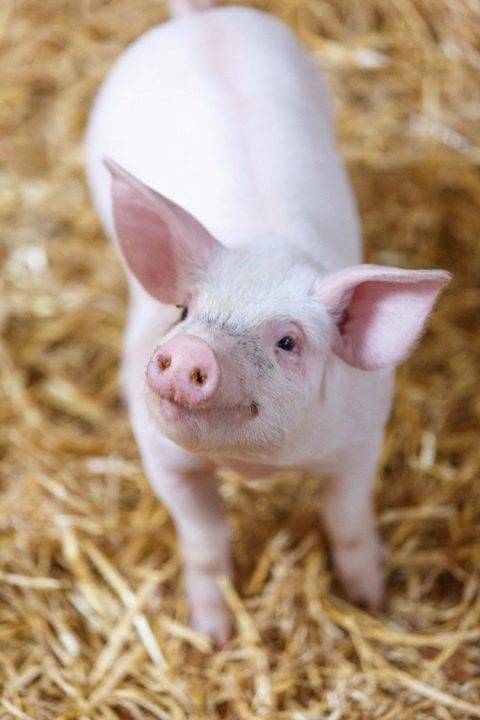 Премиксы для свиней: состав и характеристика