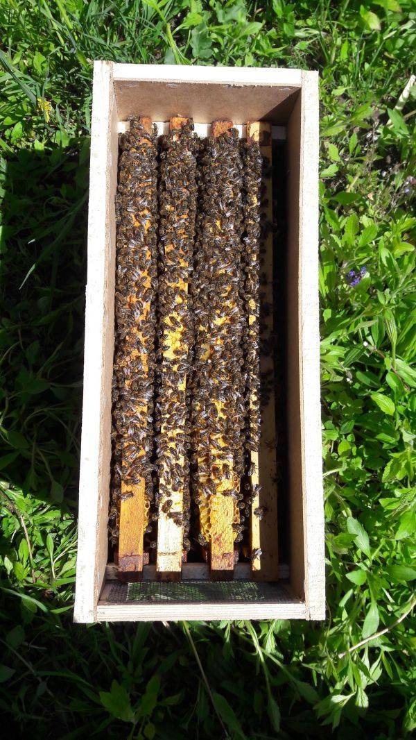 Пересадка пчел из пчелопакета в улей: инсрукции