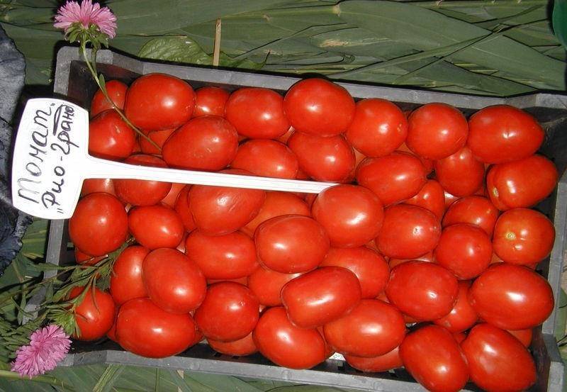 Сорт томата «рио гранде» — огородная классика: описание и характеристики сорта помидоров