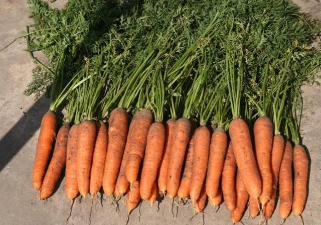 Описание моркови нандрин f1