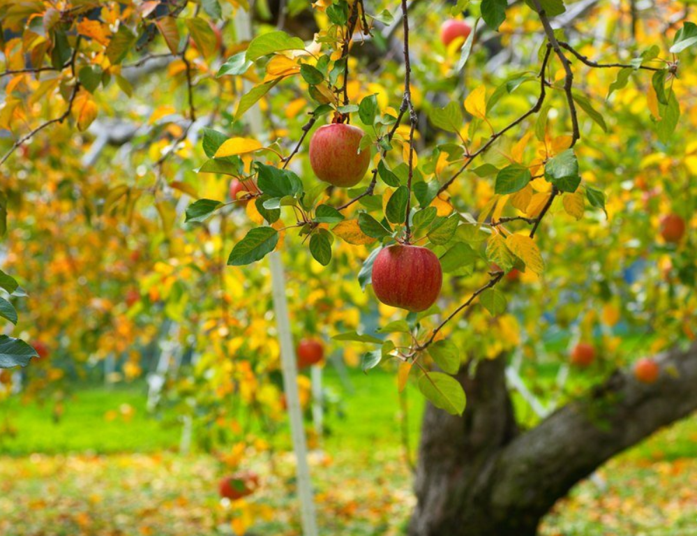 Осенний сад яблоки. Осенний сад яблони. Яблоки в осеннем саду. Осень сад яблоки. Яблоня в саду осенью.
