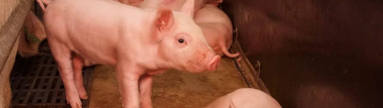 Опасность аскаридоза у свиней, лечение и профилактика заболевания