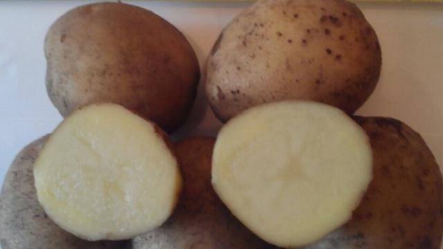 Немецкий сорт картофеля: «каратоп» описание,  фото, основные характеристики