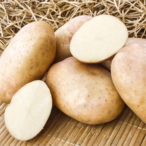 Как выращивать картофель под названием голубизна