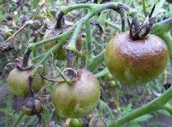Фитофтора на помидорах: профилактика и способы борьбы с заболеванием