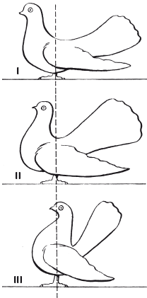 Уход, содержание и разновидности статных голубей