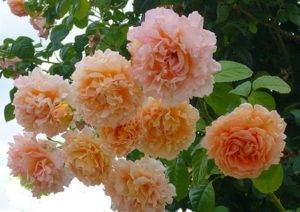 Плетистые розы (96 фото): уход за вьющимися сортами плетистых роз после цветения, особенности посадки и выращивания, использование роз в ландшафтном дизайне